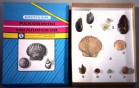Коллекция "Раковины моллюсков" - Группа компаний Свежий Ветер