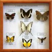 Коллекция "Бабочки" - Группа компаний Свежий Ветер