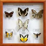 Коллекция "Бабочки" - Группа компаний Свежий Ветер