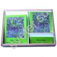 Комнатные растения (3-х частные карточки) - Группа компаний Свежий Ветер