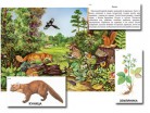 Магнитный плакат-аппликация "Лес: биоразнообразие и взаимосвязи в сообществе" - Группа компаний Свежий Ветер