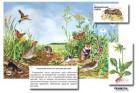 Магнитный плакат-аппликация "Луг: биоразнообразие и взаимосвязи в сообществе" - Группа компаний Свежий Ветер