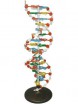 Модель структуры ДНК разборная - Группа компаний Свежий Ветер