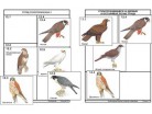 Комплект дидактических карточек: "Систематика и экология птиц"  - Группа компаний Свежий Ветер
