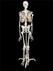 Скелет человека на подставке для начальной школы - Группа компаний Свежий Ветер