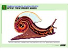 Рельефная таблица "Внутреннее строение брюхоногого моллюска"  - Группа компаний Свежий Ветер
