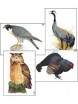 Модель-аппликация "Разнообразие высших хордовых 1. Пресмыкающиеся и птицы" - Группа компаний Свежий Ветер