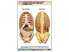 Рельефная таблица "Расположение органов грудной и брюшной полостей по отношению к скелету" - Группа компаний Свежий Ветер