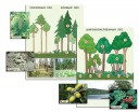 Гербарий фотографический "Растительные сообщества. Лес" раздаточный - Группа компаний Свежий Ветер