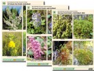 Комплект таблиц по ботанике раздат. "Многообразие растений. Лесные и луговые"  - Группа компаний Свежий Ветер