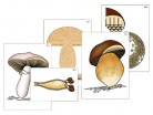 Модель-аппликация "Размножение шляпочного гриба" - Группа компаний Свежий Ветер