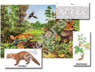 Магнитный плакат-аппликация "Лес: биоразнообразие и взаимосвязи в сообществе" - Группа компаний Свежий Ветер