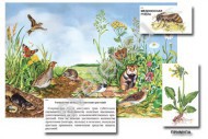 Магнитный плакат-аппликация "Луг: биоразнообразие и взаимосвязи в сообществе" - Группа компаний Свежий Ветер