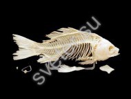 Скелет костистой рыбы - Группа компаний Свежий Ветер