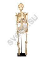 Скелет человека на штативе - Группа компаний Свежий Ветер