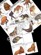 Комплект дидактических карточек: "Систематика и экология млекопитающих"  - Группа компаний Свежий Ветер