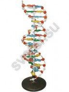 Модель структуры ДНК разборная - Группа компаний Свежий Ветер