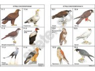 Комплект таблиц по зоологии раздат. "Разнообразие животных. Птицы."  - Группа компаний Свежий Ветер