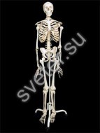Скелет человека на подставке для начальной школы - Группа компаний Свежий Ветер