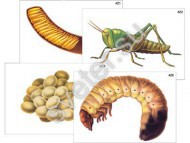 Модель-аппликация "Развитие насекомых с полным и неполным превращением"  - Группа компаний Свежий Ветер