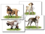 Набор карточек "Домашние животные" раздаточные - Группа компаний Свежий Ветер
