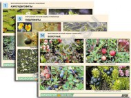 Комплект таблиц по ботанике раздат. "Многообразие растений. Водные и прибрежные" - Группа компаний Свежий Ветер