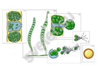 Модель-аппликация "Размножение многоклеточной водоросли"  - Группа компаний Свежий Ветер