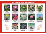 Таблица демонстрационная "Растения Красной книги"  - Группа компаний Свежий Ветер