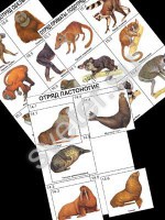 Комплект дидактических карточек: "Систематика и экология млекопитающих"  - Группа компаний Свежий Ветер