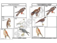 Комплект дидактических карточек: "Систематика и экология птиц"  - Группа компаний Свежий Ветер